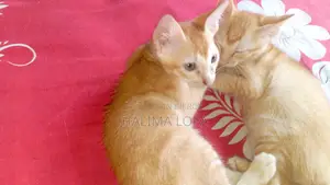 0-1 Month Female Mixed Breed Bengal Cat