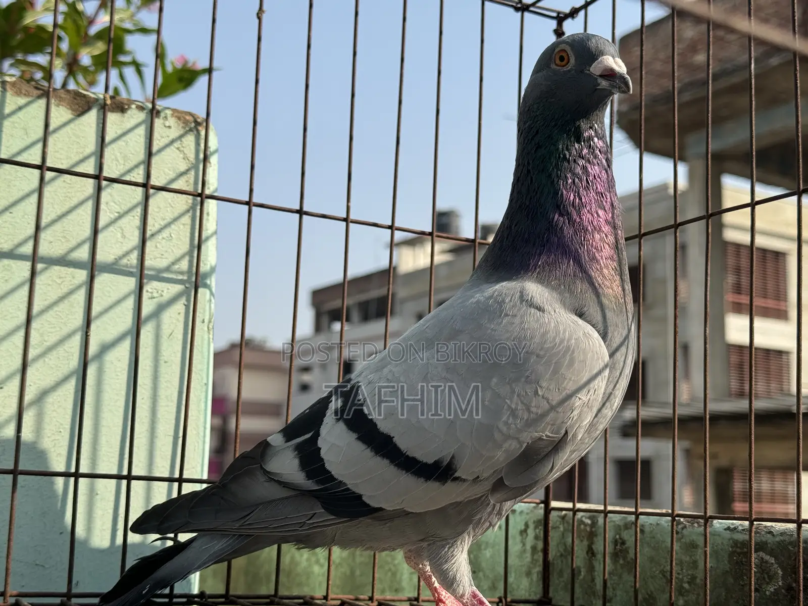 রেসার হোমা নর