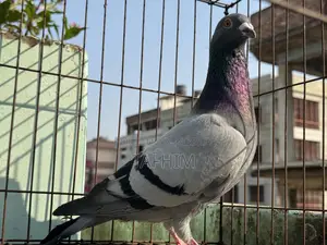 রেসার হোমা নর