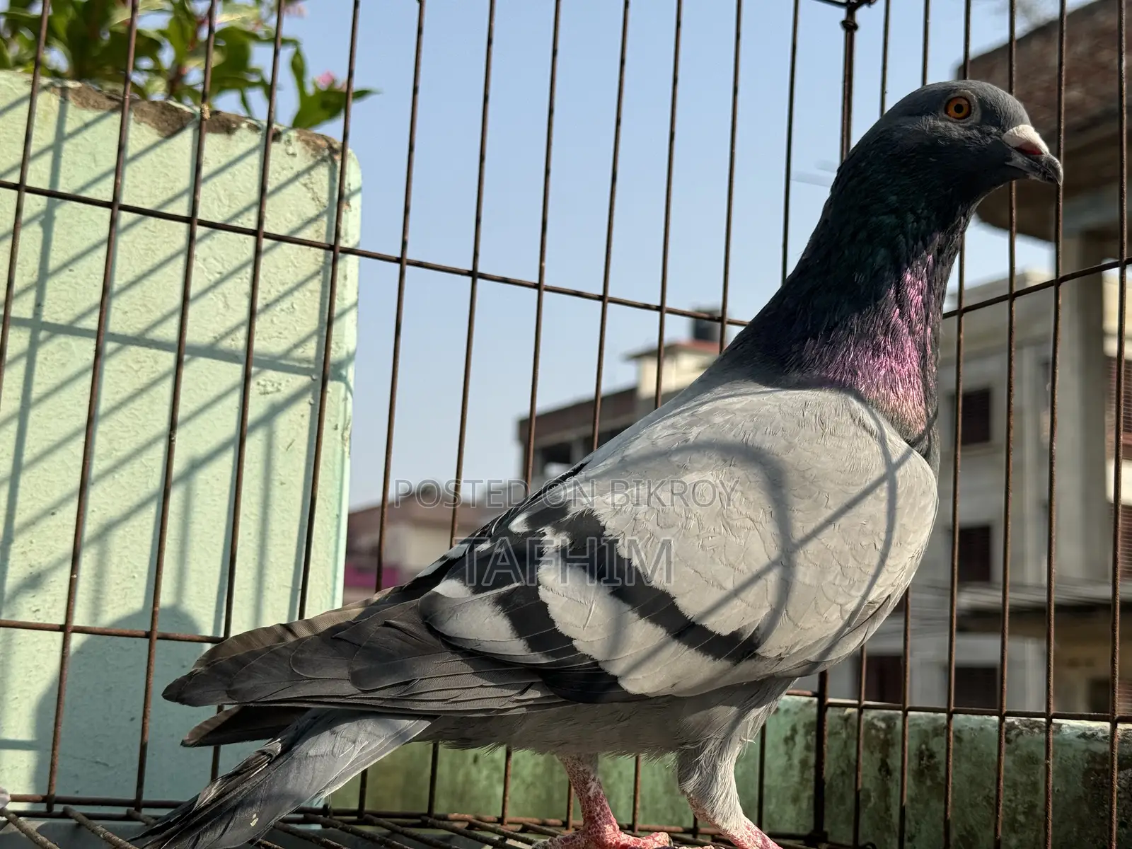 রেসার হোমা নর