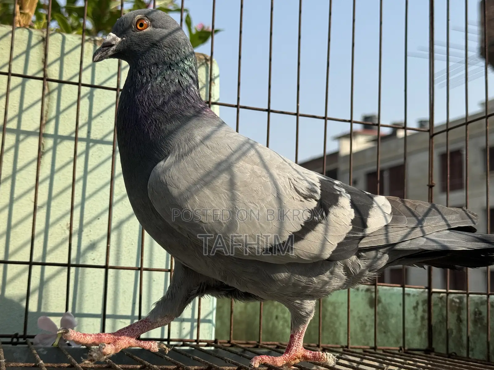 রেসার হোমা নর