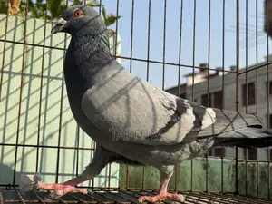 রেসার হোমা নর