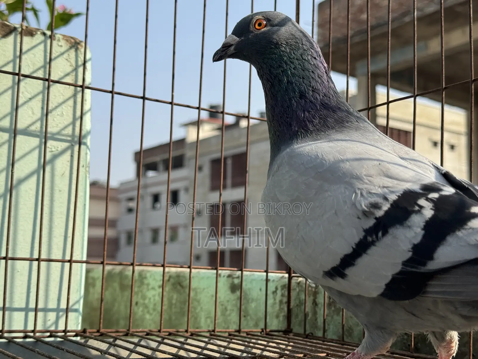 রেসার হোমা নর