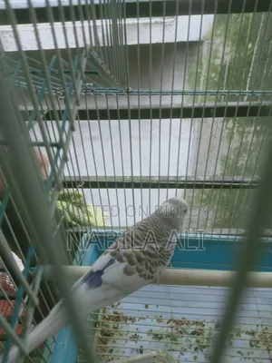 পাখি দুইটাই ছেলে বারজিগার