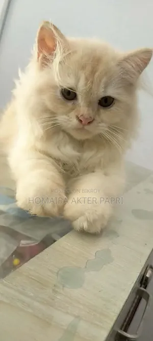 3-6 Months Female Purebred Persian