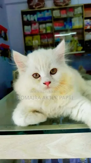 3-6 Months Female Purebred Persian