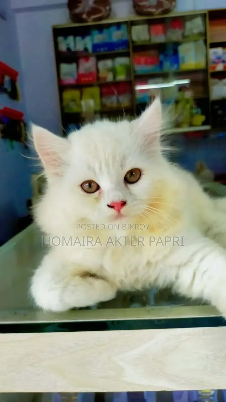 3-6 Months Female Purebred Persian