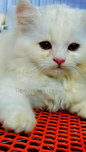 3-6 Months Female Purebred Persian