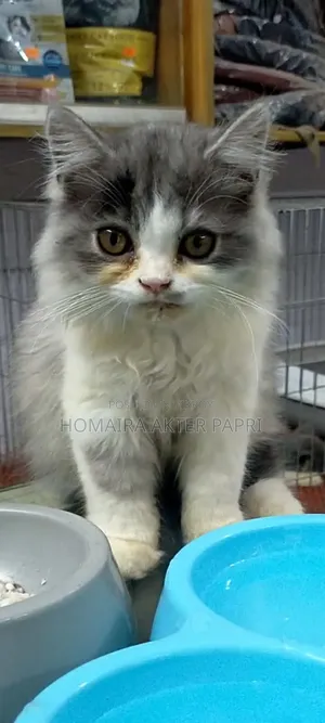 3-6 Months Female Purebred Persian