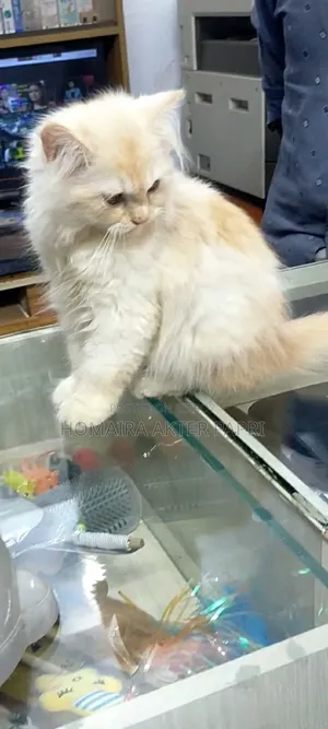 3-6 Months Female Purebred Persian