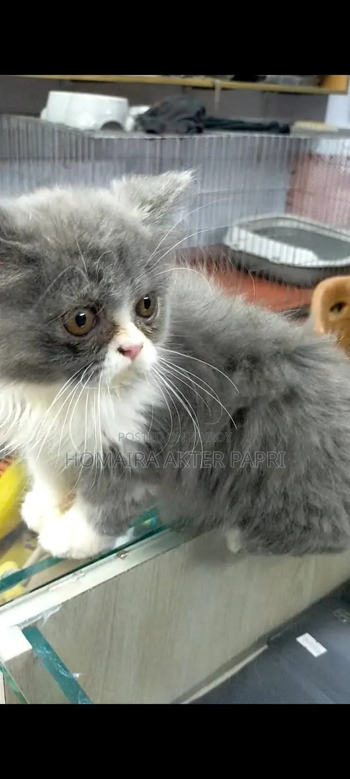 3-6 Months Female Purebred Persian