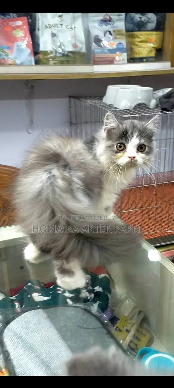 3-6 Months Female Purebred Persian