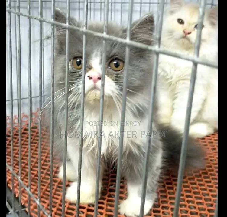 3-6 Months Female Purebred Persian