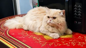 1+ Year Male Purebred Persian