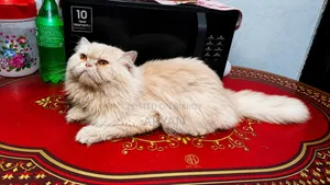 1+ Year Male Purebred Persian