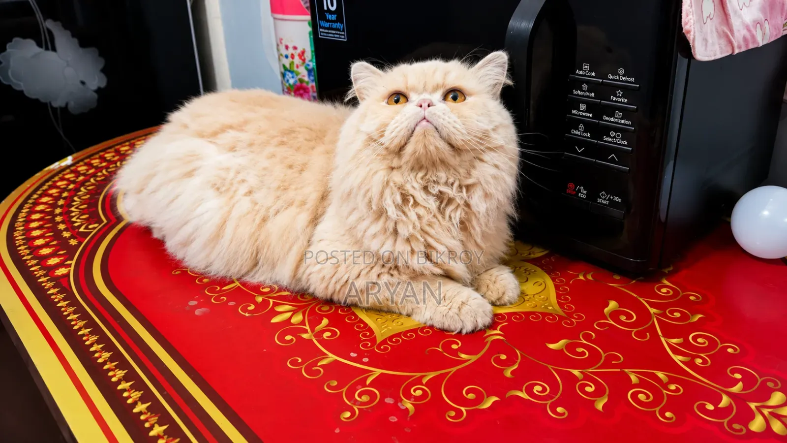 1+ Year Male Purebred Persian