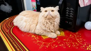 1+ Year Male Purebred Persian