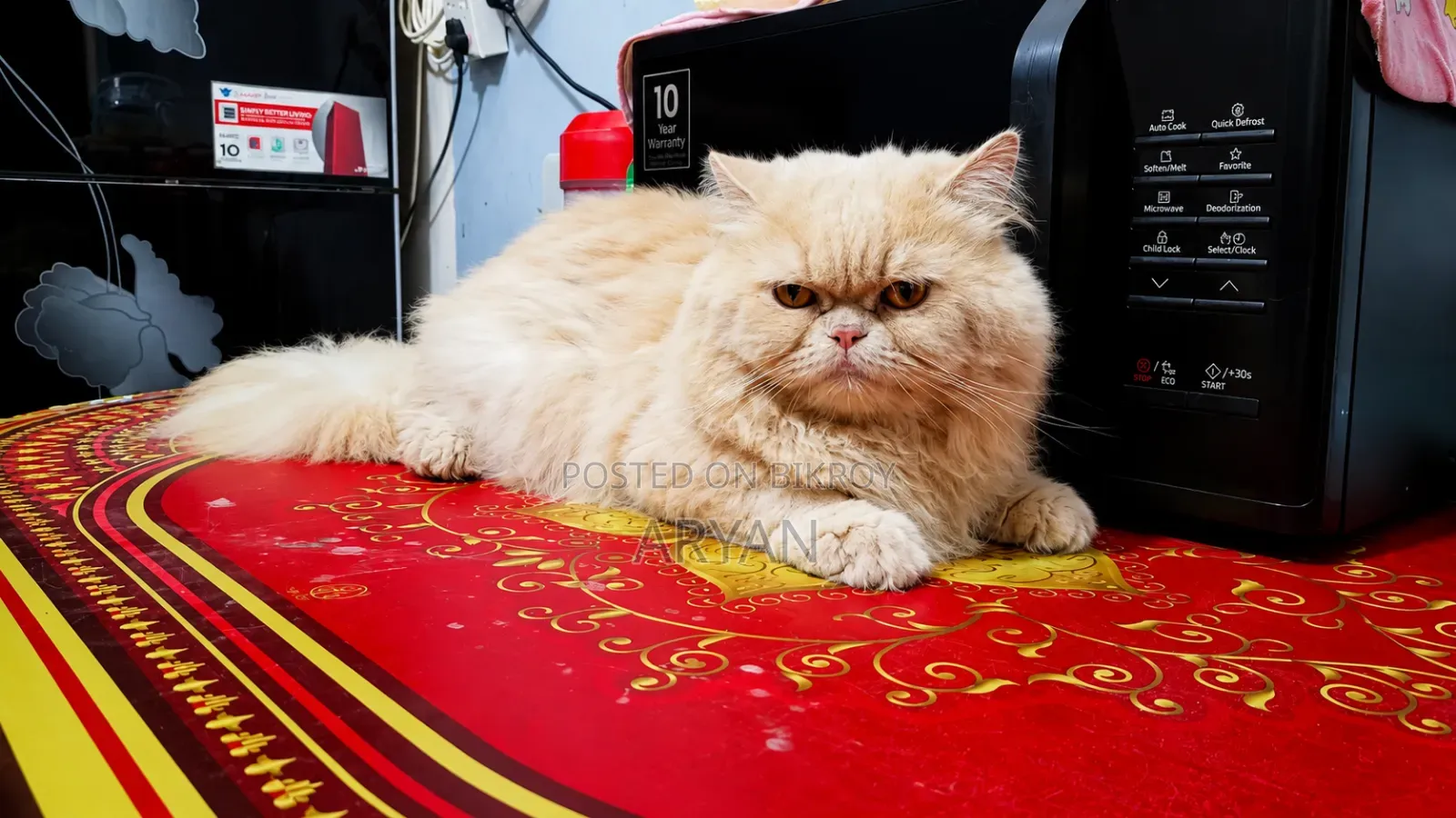 1+ Year Male Purebred Persian