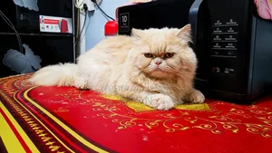 1+ Year Male Purebred Persian