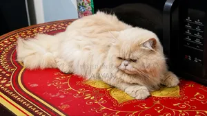 1+ Year Male Purebred Persian