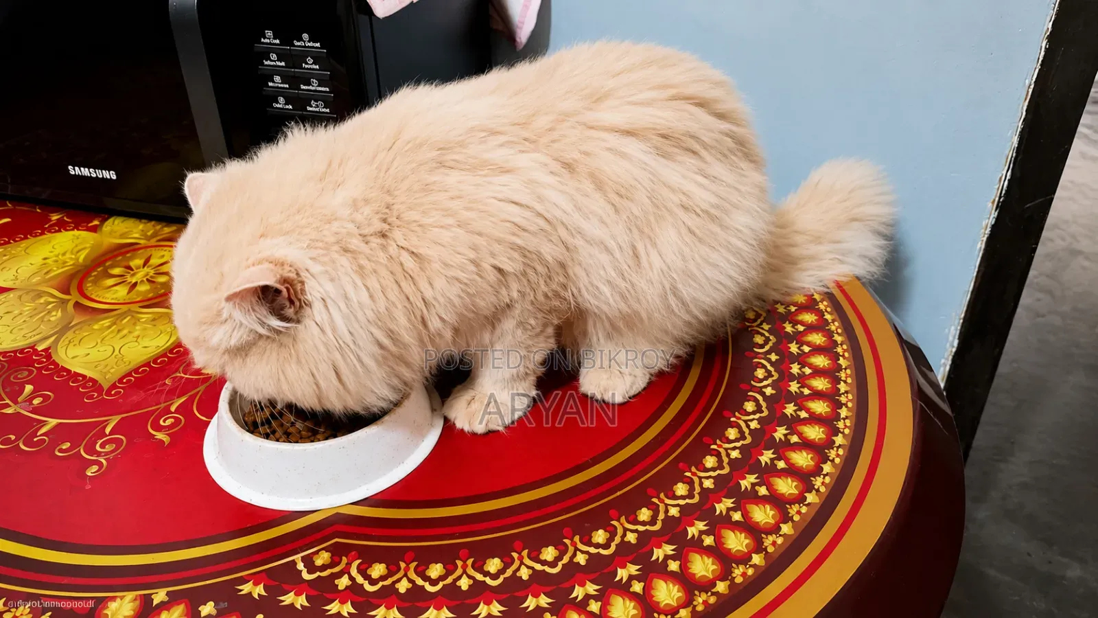 1+ Year Male Purebred Persian