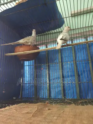 ডায়মন্ড ঘুঘু
