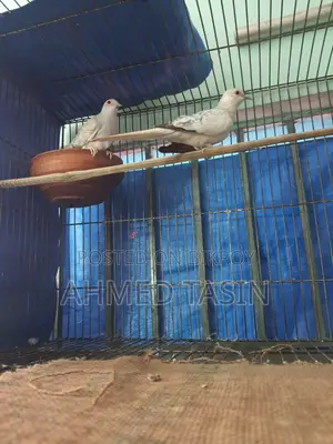 ডায়মন্ড ঘুঘু