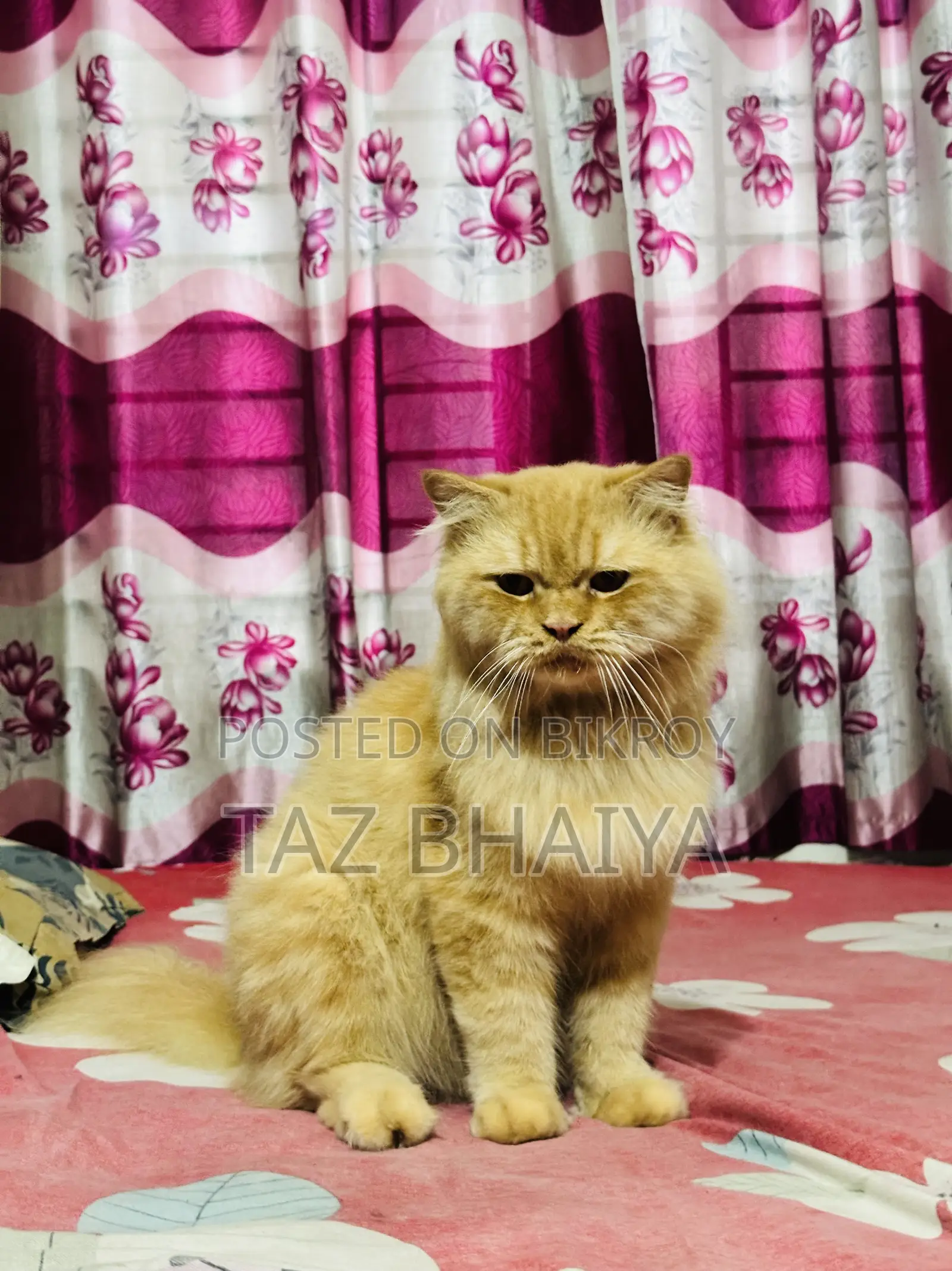 1+ Year Male Purebred Persian