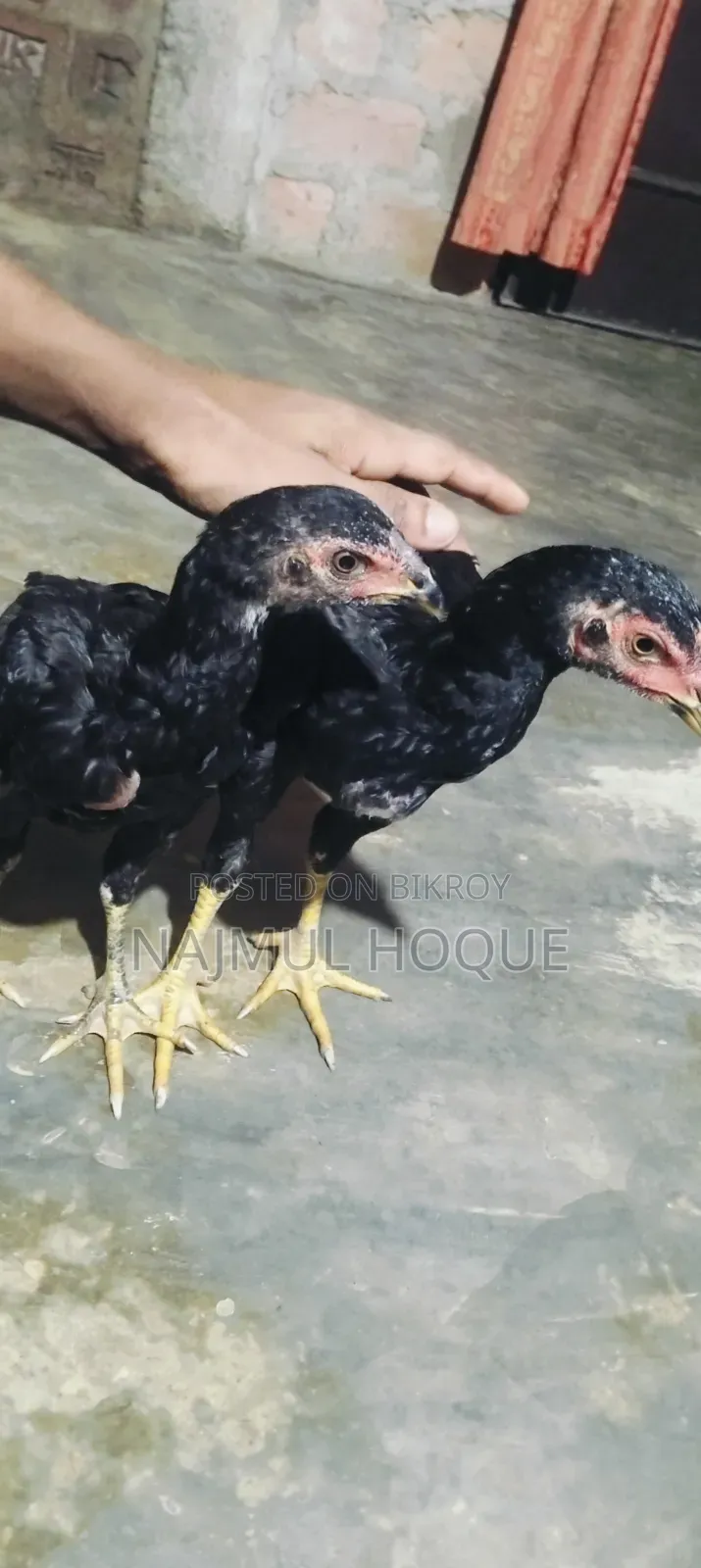 সরালি মুরগ