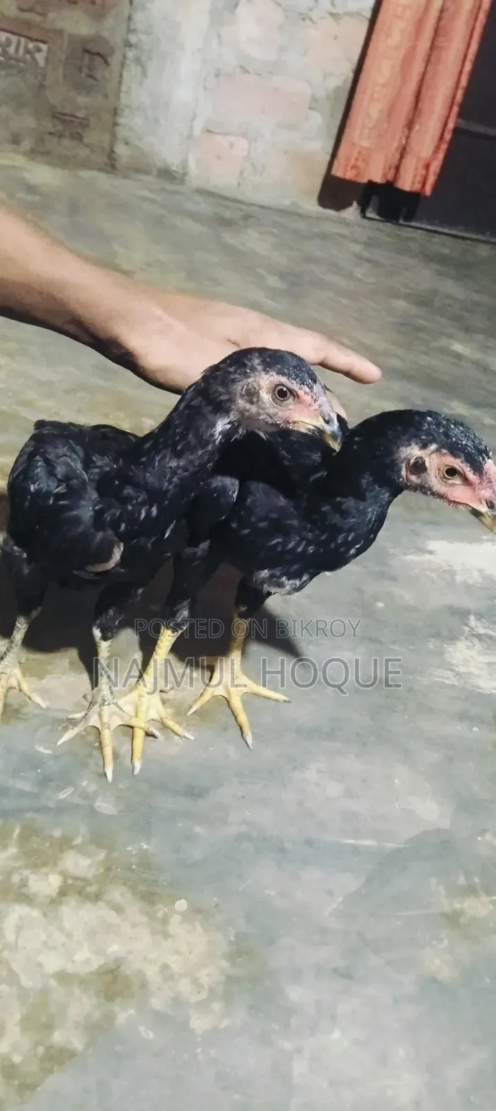 সরালি মুরগ