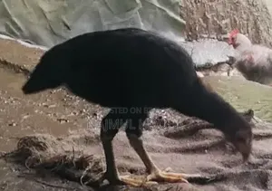 সরালি মুরগ