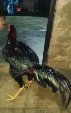 সরালি মুরগ