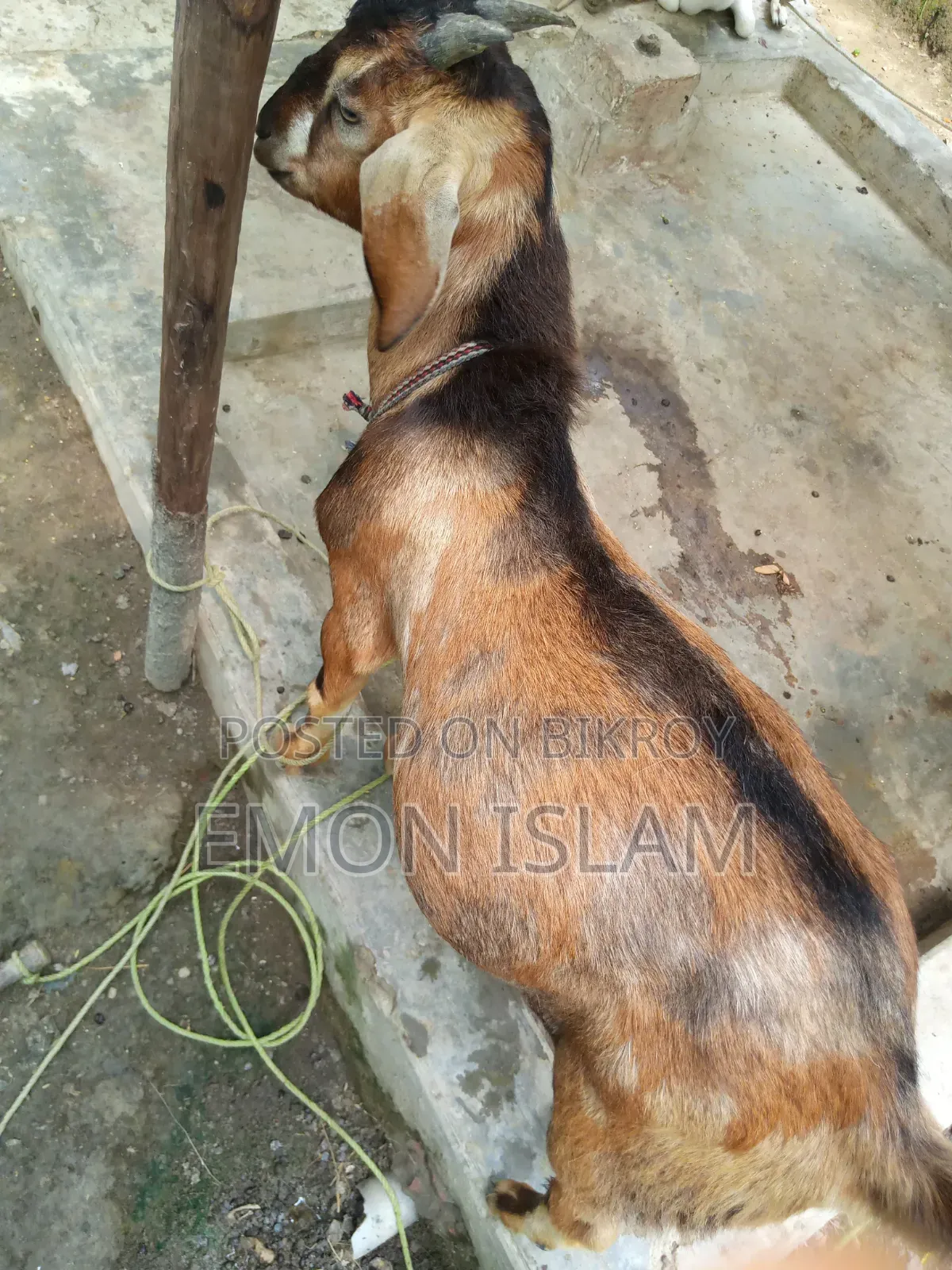 একটি ভালো মানের পাঠা ছাগল।