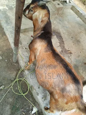 একটি ভালো মানের পাঠা ছাগল।