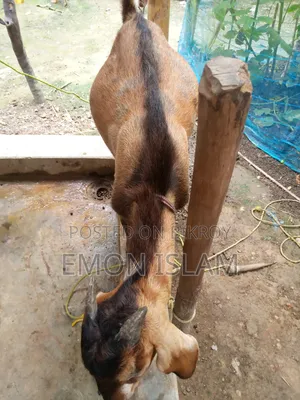 একটি ভালো মানের পাঠা ছাগল।
