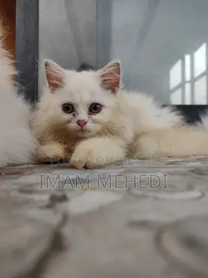 1-3 Months Female Purebred Persian