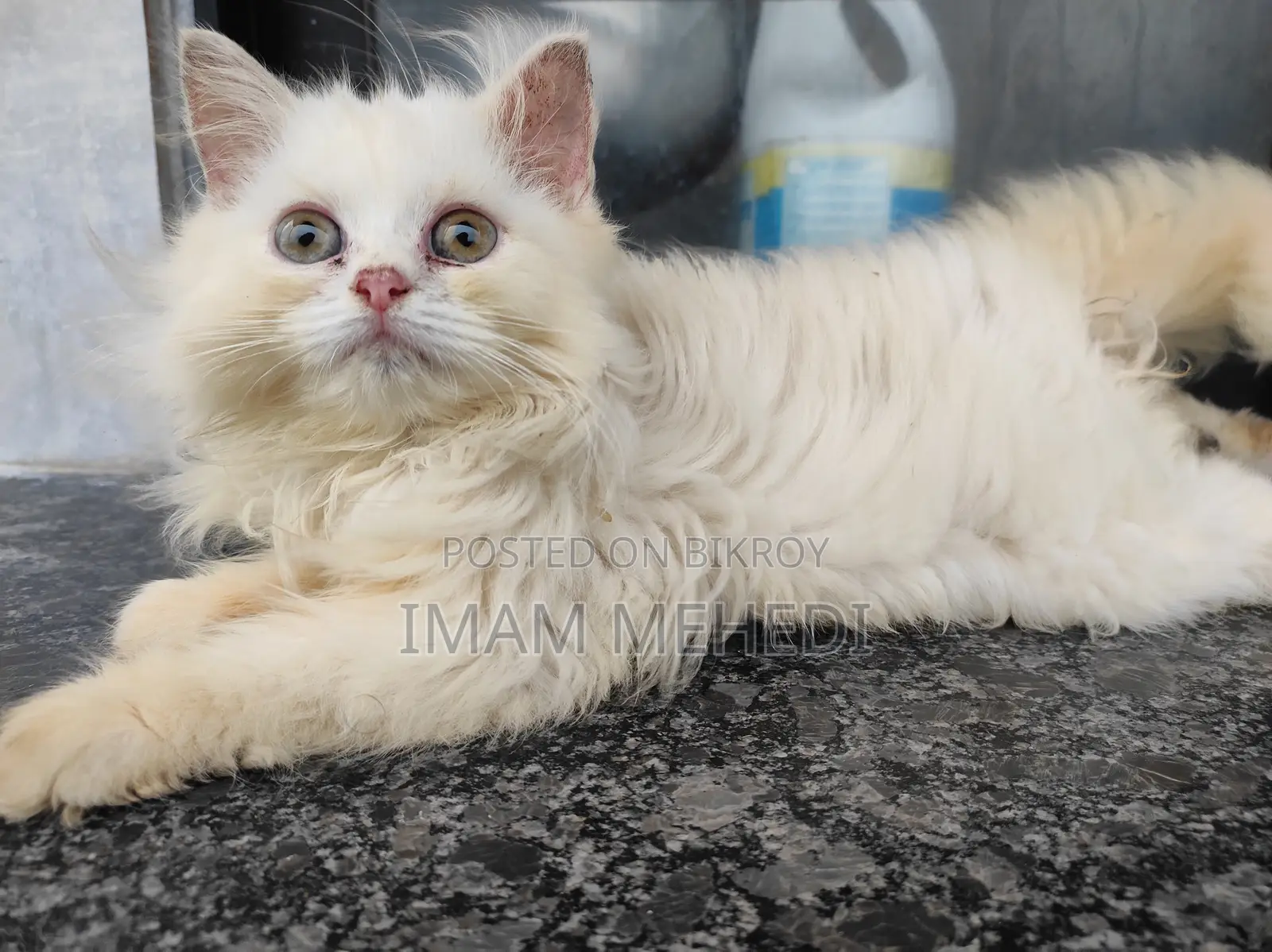 1-3 Months Female Purebred Persian