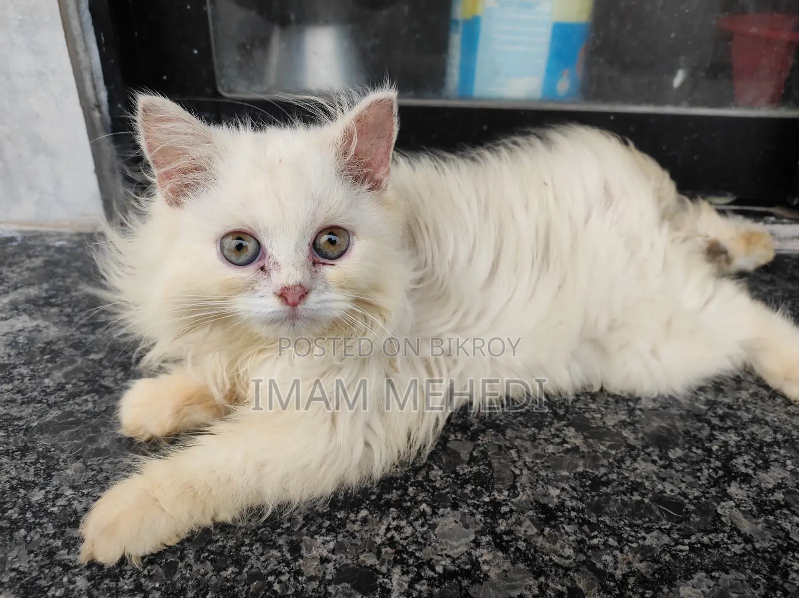 1-3 Months Female Purebred Persian