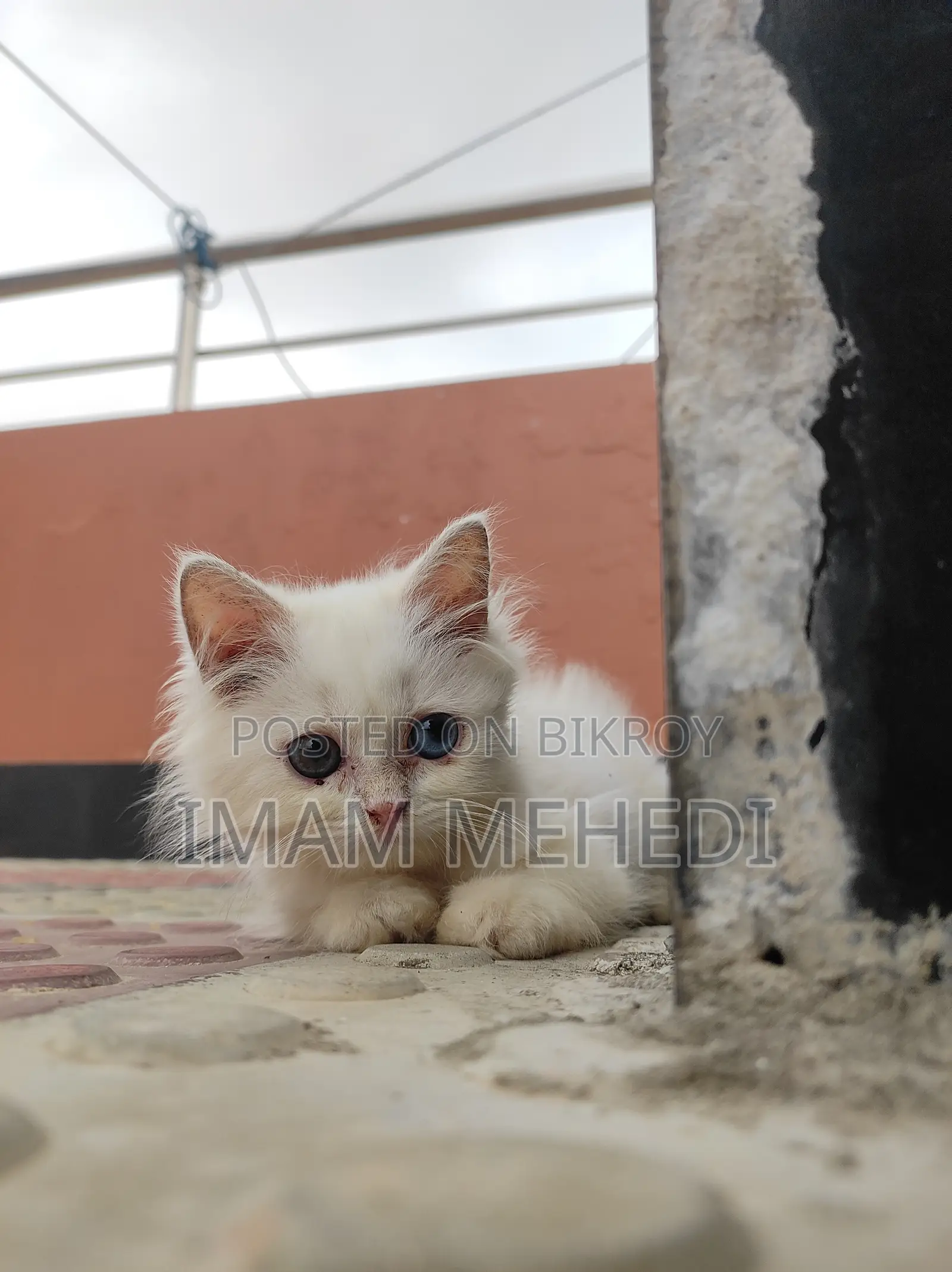1-3 Months Female Purebred Persian