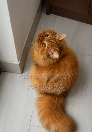 3-6 Months Female Purebred Persian