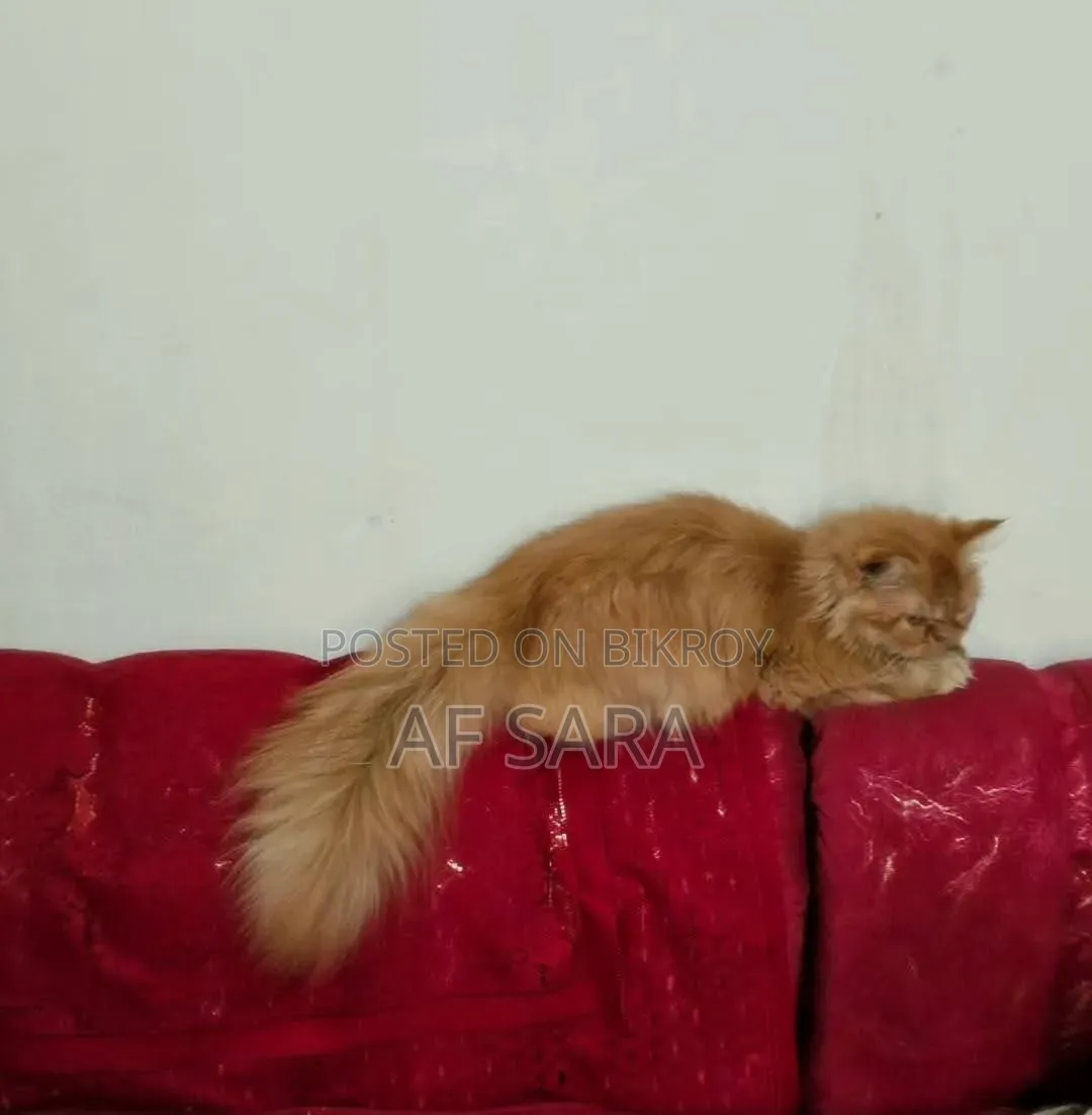 3-6 Months Female Purebred Persian