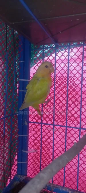 Love Bird for Sale