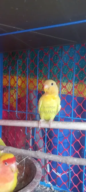 Love Bird for Sale