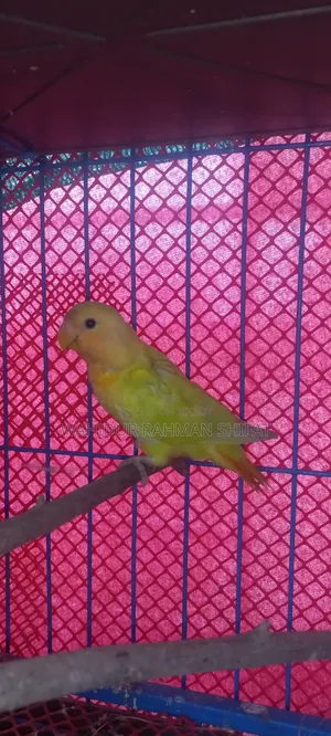 Love Bird for Sale