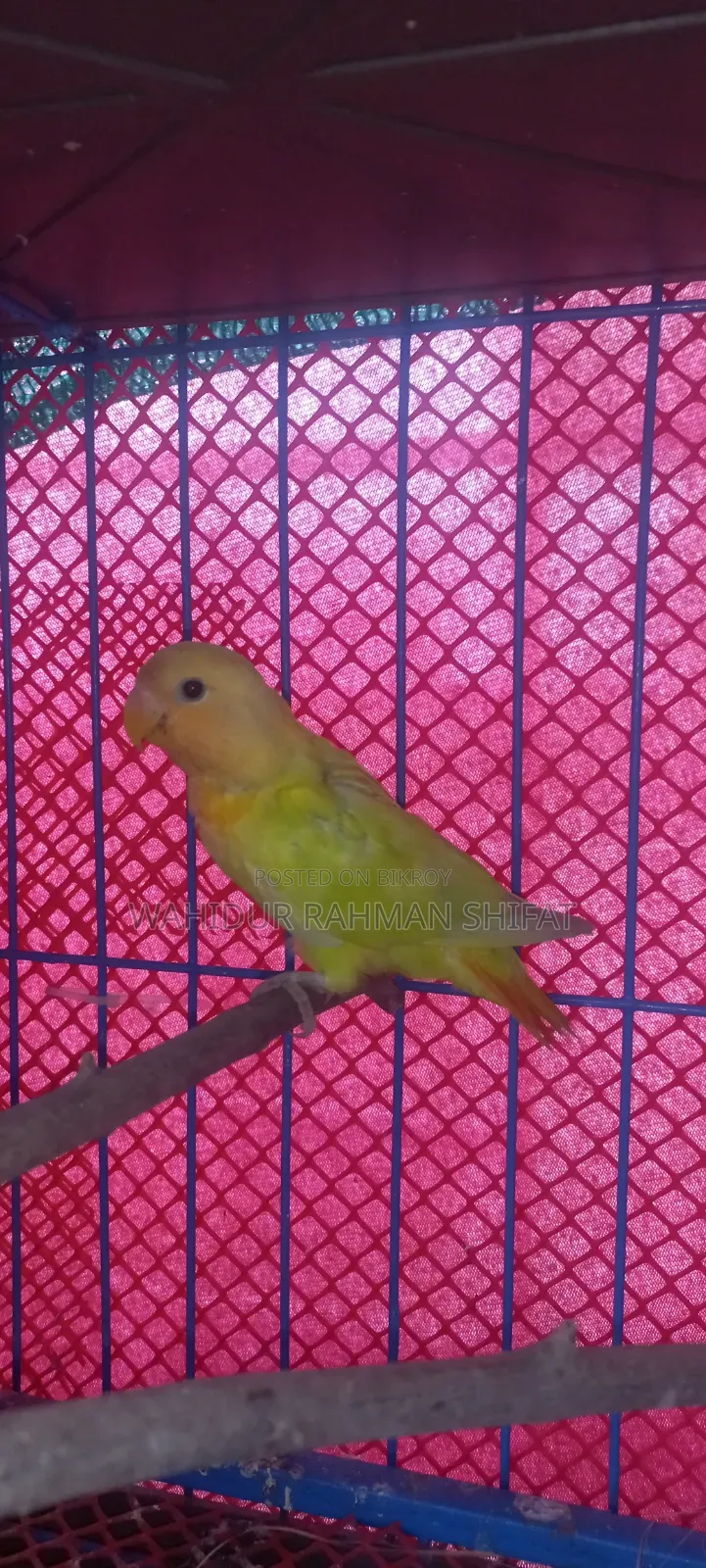 Love Bird for Sale