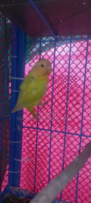 Love Bird for Sale