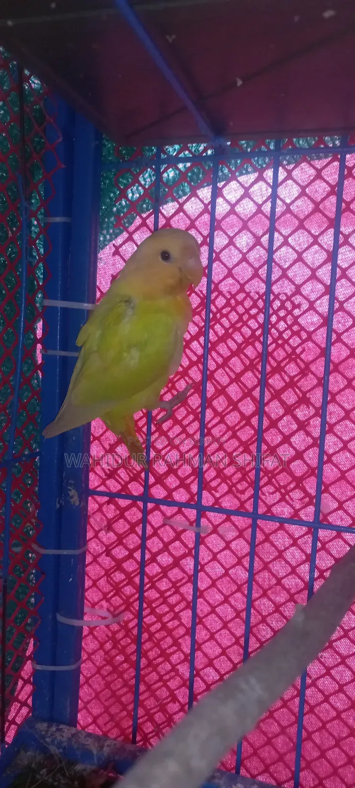 Love Bird for Sale