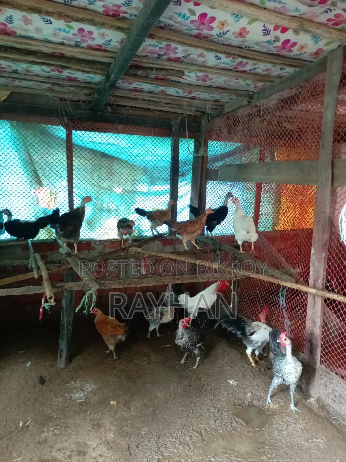 মুরগি আমাদের নিজস্ব, রানিং ডিম পারে