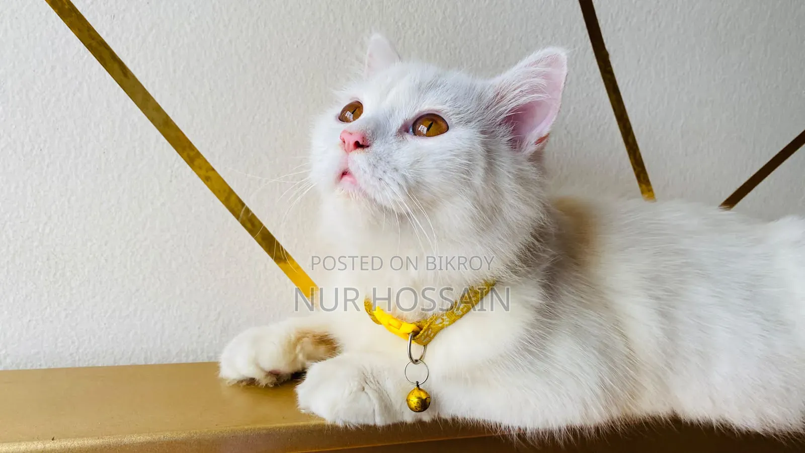3-6 Months Male Purebred Persian
