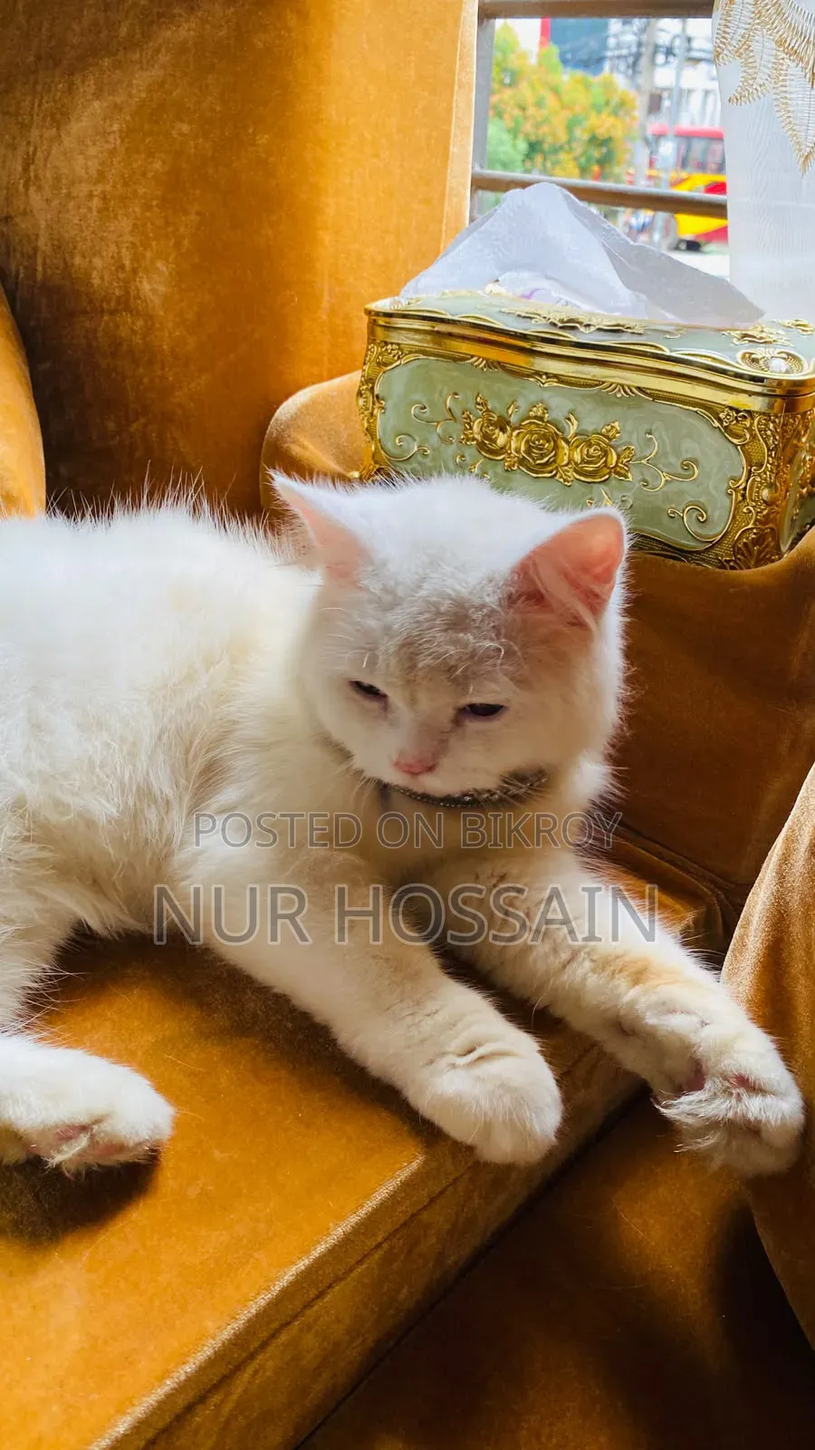 3-6 Months Male Purebred Persian